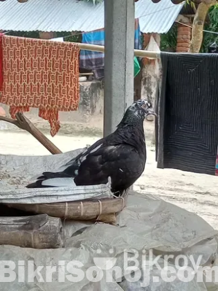 একটা মাদি কবুতর